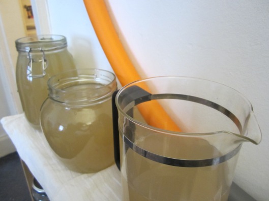 My first batch of ginger beer, ageing in whatever large glass vessels were empty at the time. Including, since I drink cold-press coffee most of the year, my French press.